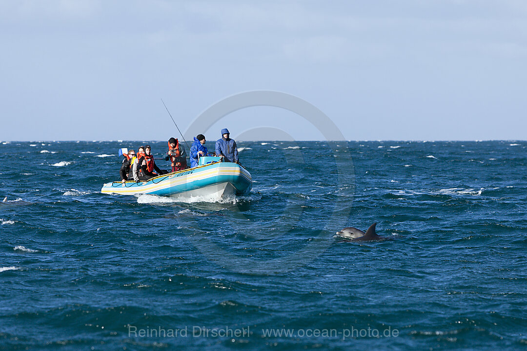 Tourists at Dolphin watching, n/a, Wild Coast, Eastern Cap, South Africa