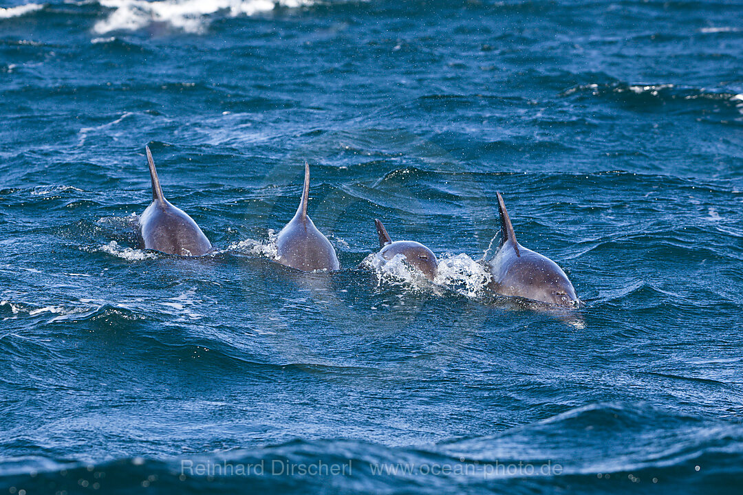 Common Dolphin, Delphinus capensis, Wild Coast, Eastern Cap, South Africa