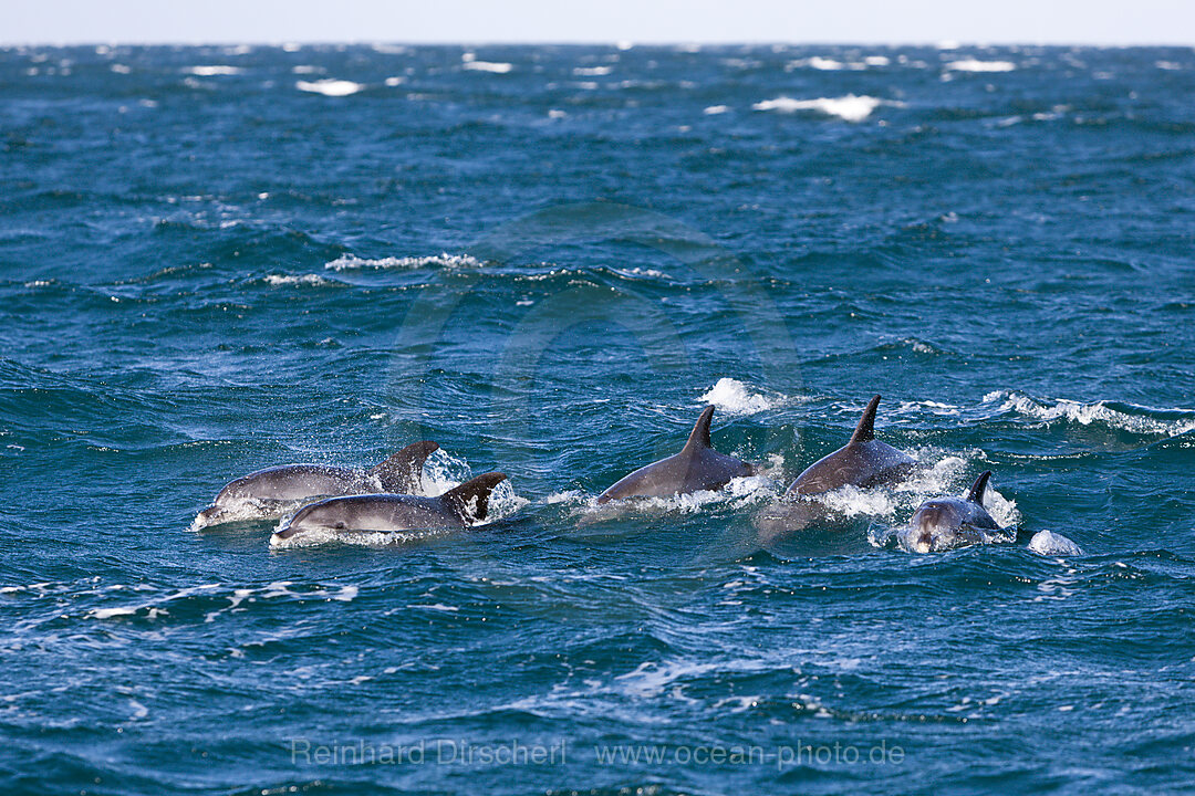 Gemeine Delfine, Delphinus capensis, Wild Coast, Ostkap, Suedafrika