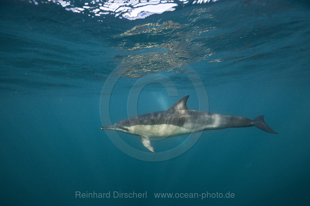 Gemeiner Delfin