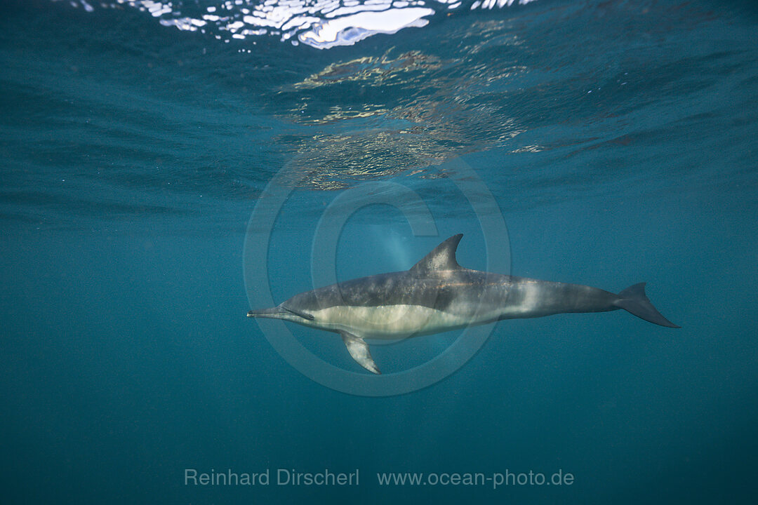 Common Dolphin, Delphinus capensis, Wild Coast, Eastern Cap, South Africa