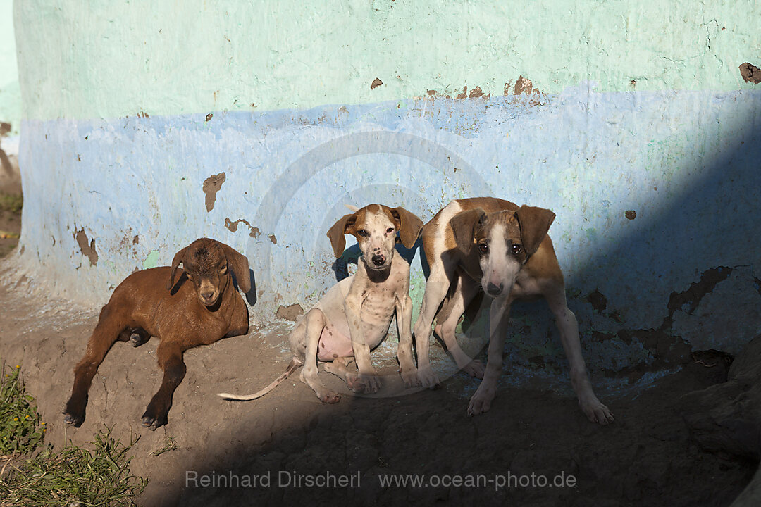 Hunde in Xhosa Siedlung, n/a, Wild Coast, Ostkap, Suedafrika