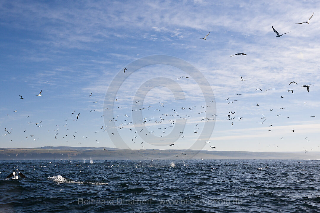 Cape Gannets hunting Sardines