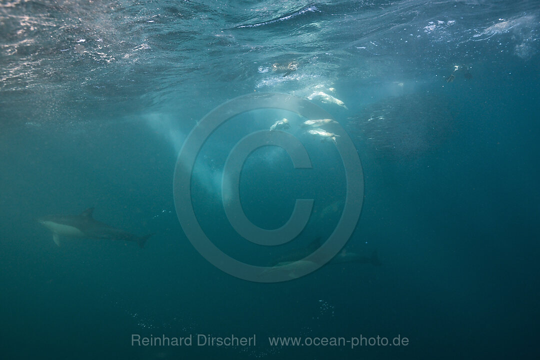 Kaptoelpel auf Sardinenjagd, Morus capensis, Indischer Ozean, Wild Coast, Suedafrika