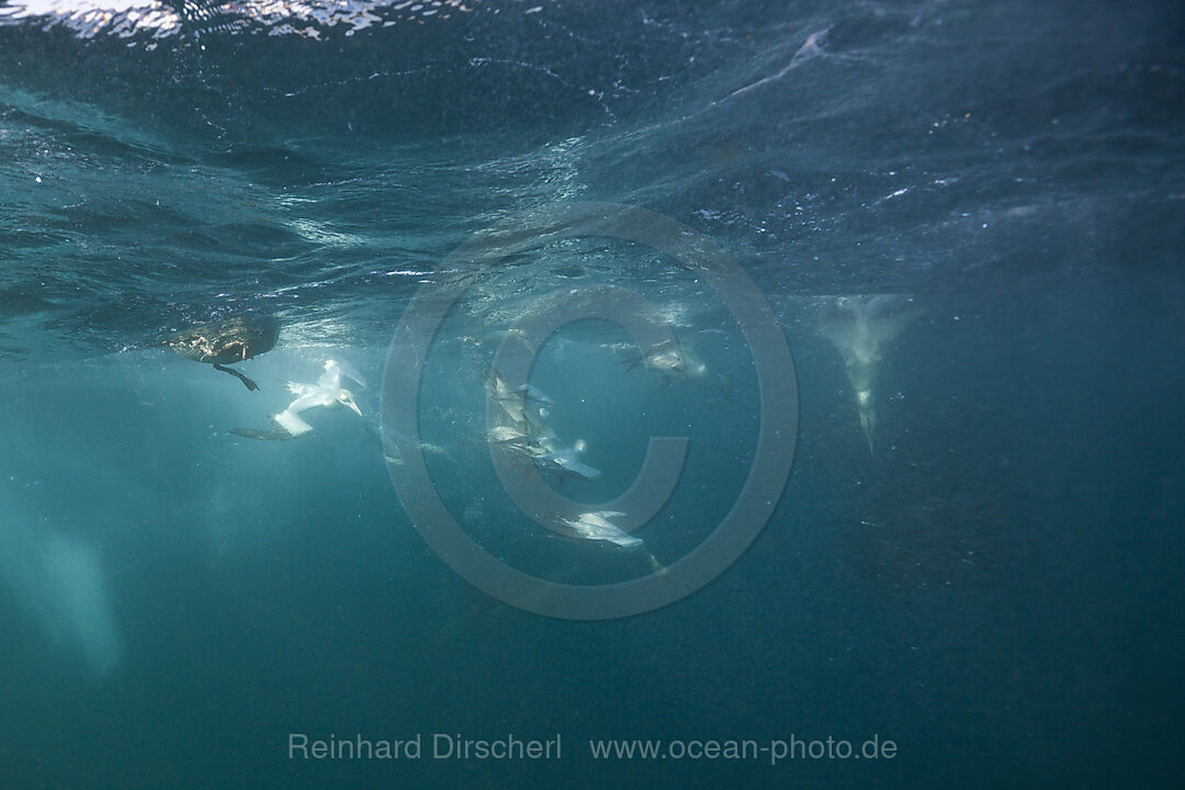 Kaptoelpel auf Sardinenjagd, Morus capensis, Indischer Ozean, Wild Coast, Suedafrika