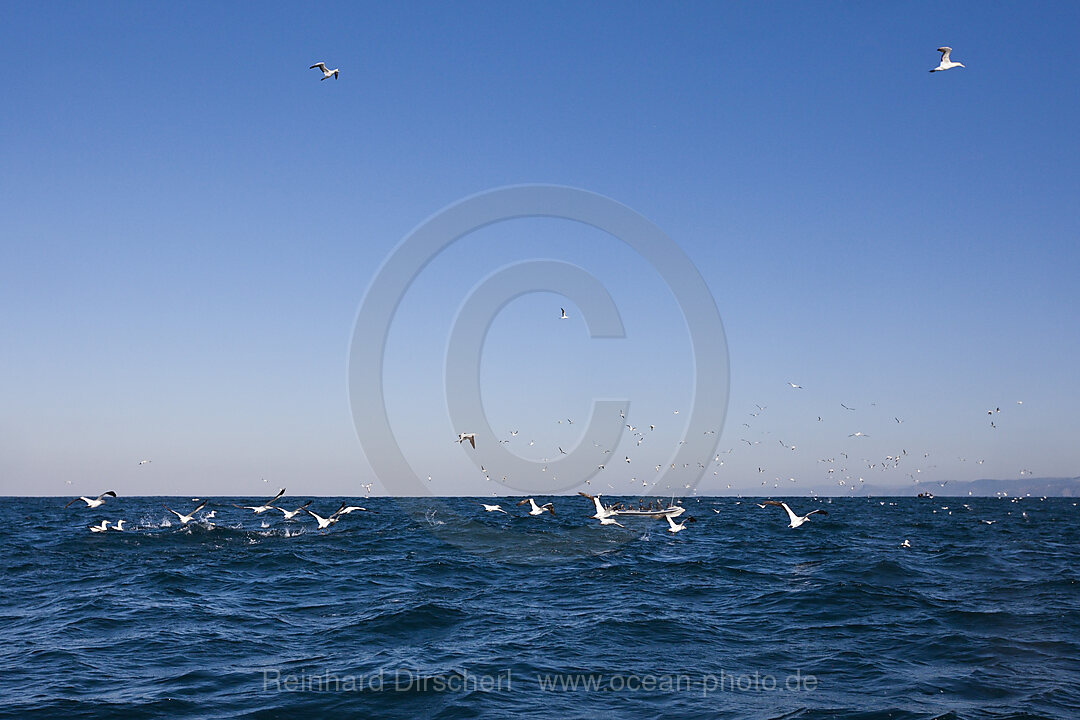 Kaptoelpel auf Sardinenjagd, Morus capensis, Indischer Ozean, Wild Coast, Suedafrika