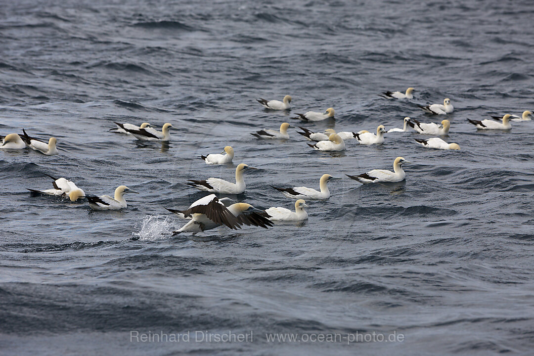 Kaptoelpel auf Sardinenjagd, Morus capensis, Indischer Ozean, Wild Coast, Suedafrika