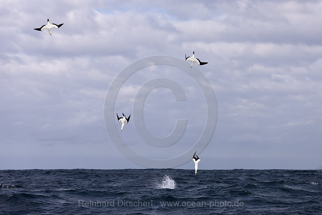 Kaptoelpel auf Sardinenjagd, Morus capensis, Indischer Ozean, Wild Coast, Suedafrika