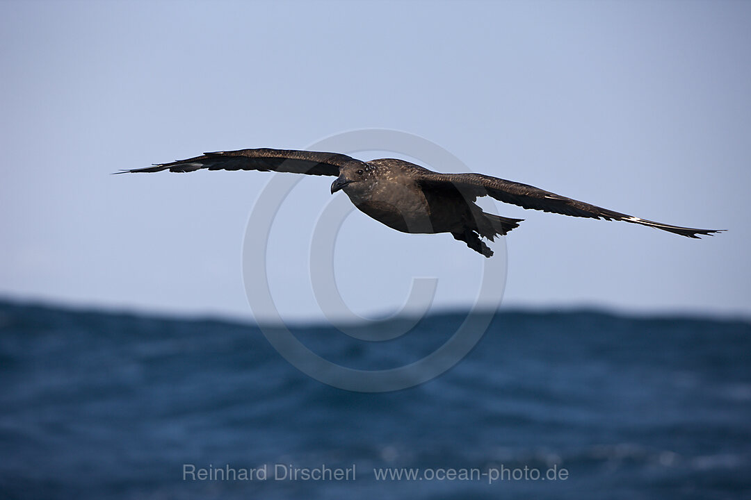 Juvenile Dominikanermoewe im Flug, Larus dominicanus, Indischer Ozean, Wild Coast, Suedafrika