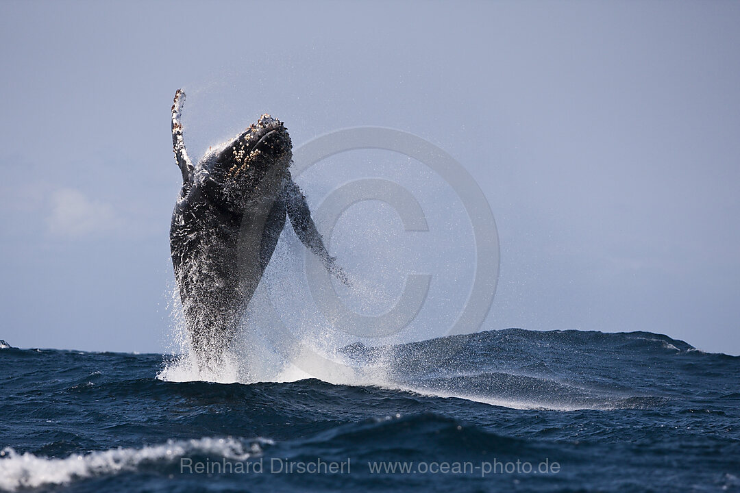 Springender Buckelwal, Megaptera novaeangliae, Indischer Ozean, Wild Coast, Suedafrika