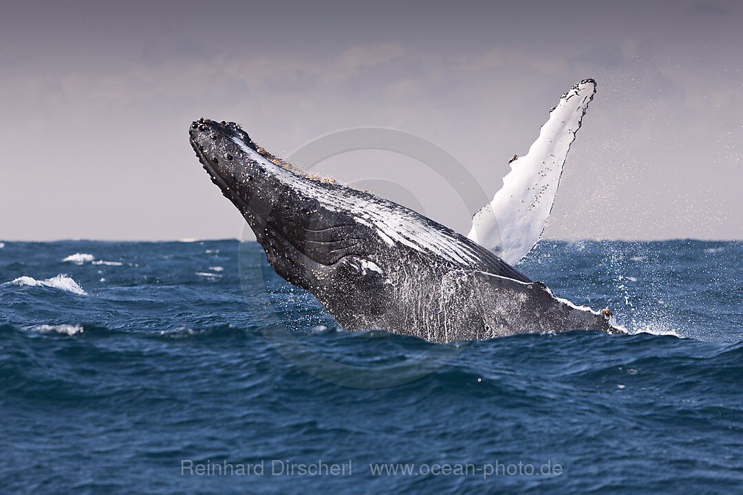 Breaching Humpback Whale, Megaptera novaeangliae, Indian Ocean, Wild Coast, South Africa