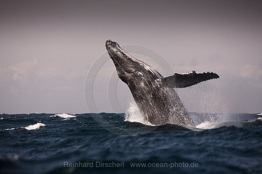 Breaching Humpback Whale, Megaptera novaeangliae, Indian Ocean, Wild Coast, South Africa