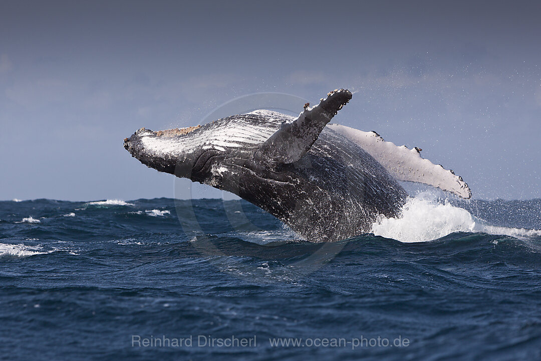 Springender Buckelwal, Megaptera novaeangliae, Indischer Ozean, Wild Coast, Suedafrika