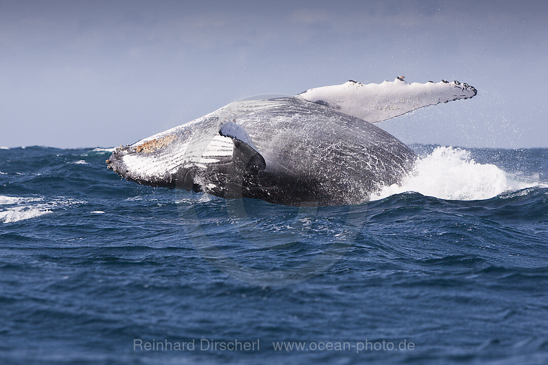 Springender Buckelwal, Megaptera novaeangliae, Indischer Ozean, Wild Coast, Suedafrika