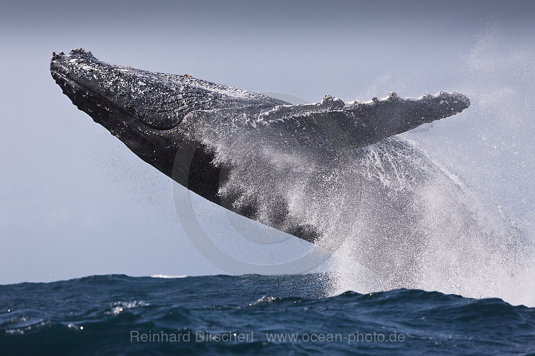 Breaching Humpback Whale, Megaptera novaeangliae, Indian Ocean, Wild Coast, South Africa