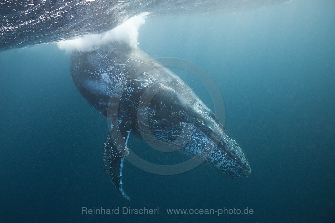 Humpback Whale, Megaptera novaeangliae, Indian Ocean, Wild Coast, South Africa