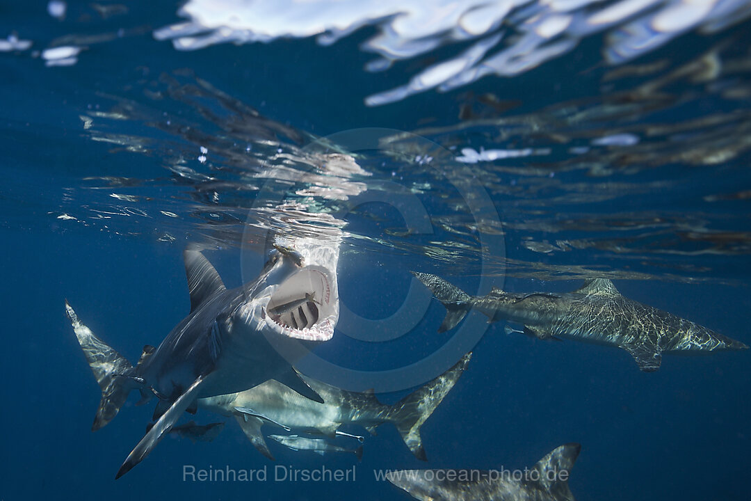 Schwarzspitzenhaie, Carcharhinus limbatus, Indischer Ozean, Wild Coast, Suedafrika