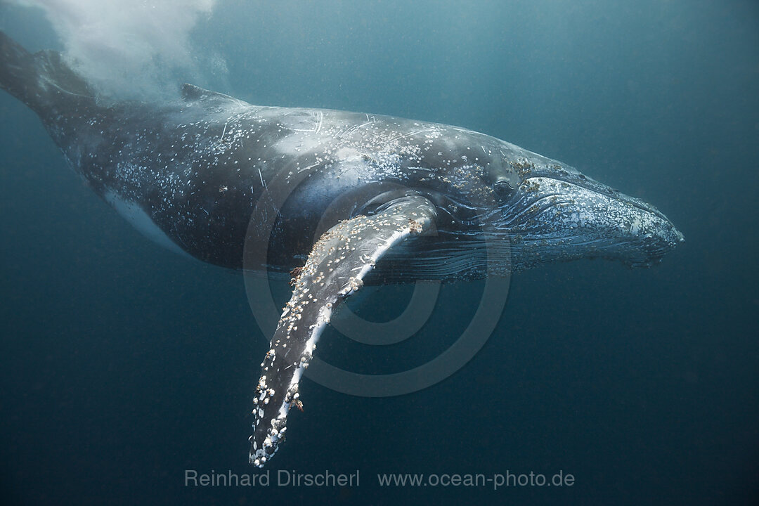 Humpback Whale, Megaptera novaeangliae, Indian Ocean, Wild Coast, South Africa