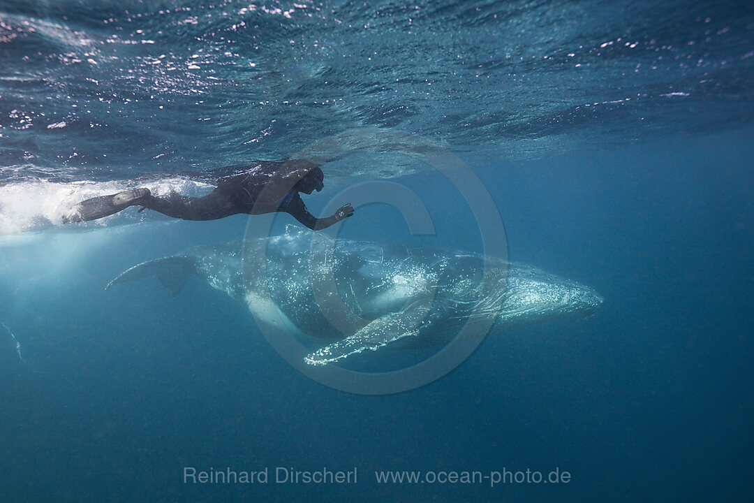 Buckelwal und Schnorchler, Megaptera novaeangliae, Indischer Ozean, Wild Coast, Suedafrika