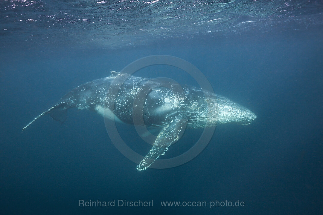 Buckelwal, Megaptera novaeangliae, Indischer Ozean, Wild Coast, Suedafrika