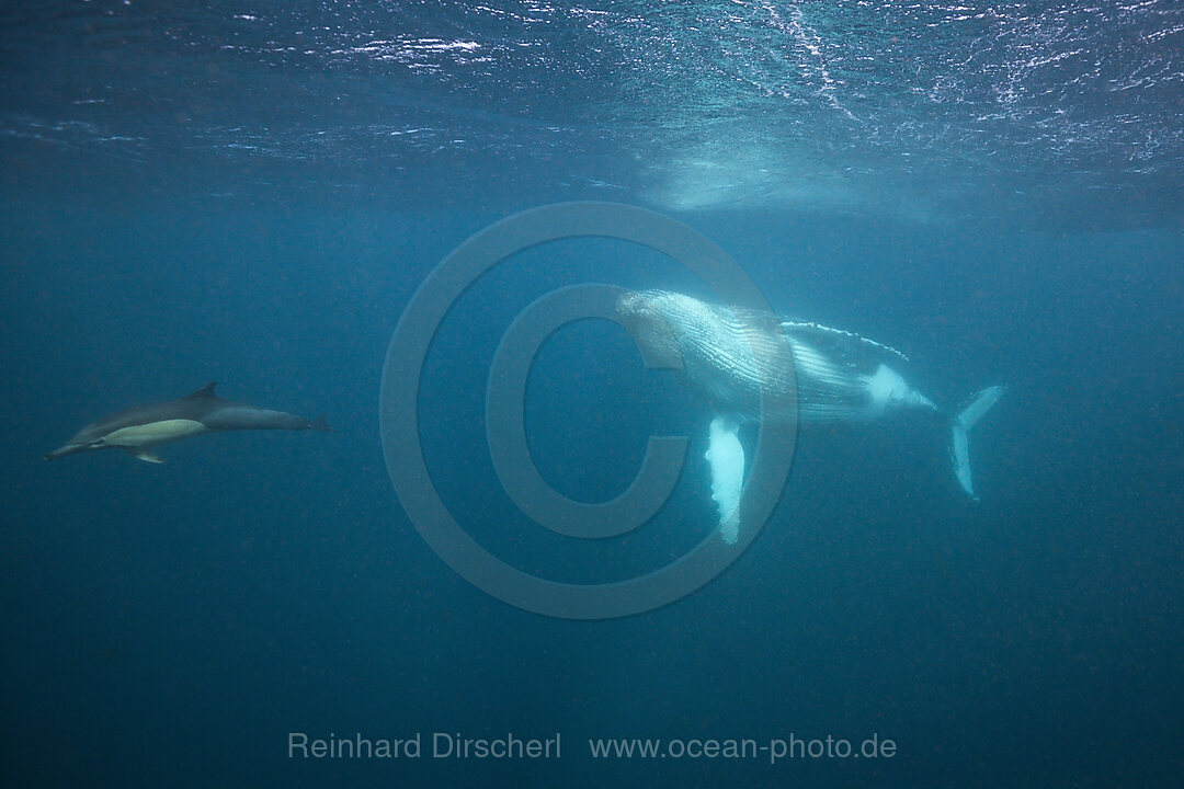 Humpback Whale, Megaptera novaeangliae, Indian Ocean, Wild Coast, South Africa