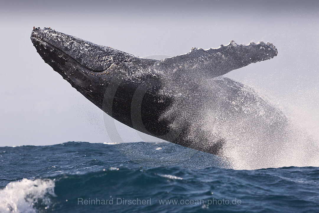 Breaching Humpback Whale, Megaptera novaeangliae, Indian Ocean, Wild Coast, South Africa