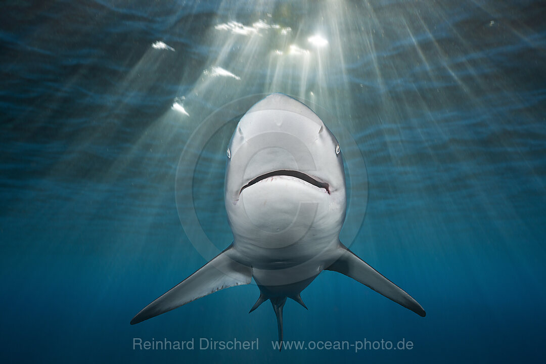 Blacktip Shark, Carcharhinus limbatus, Indian Ocean, Wild Coast, South Africa