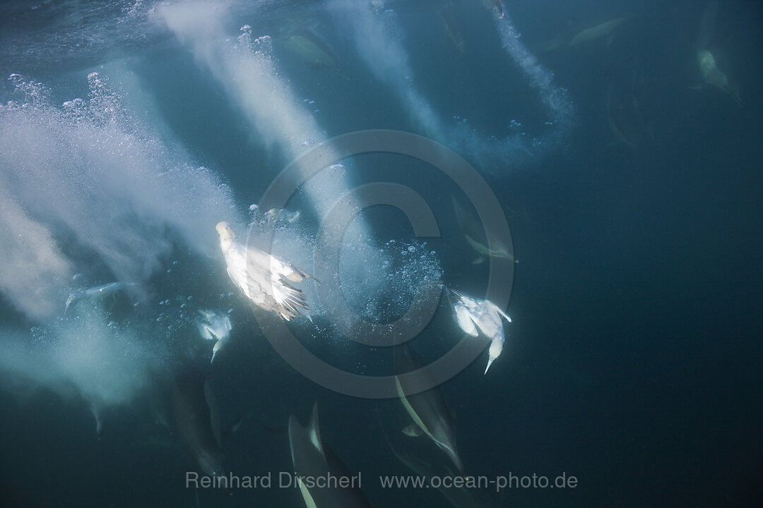 Kaptoelpel auf Sardinenjagd, Morus capensis, Indischer Ozean, Wild Coast, Suedafrika