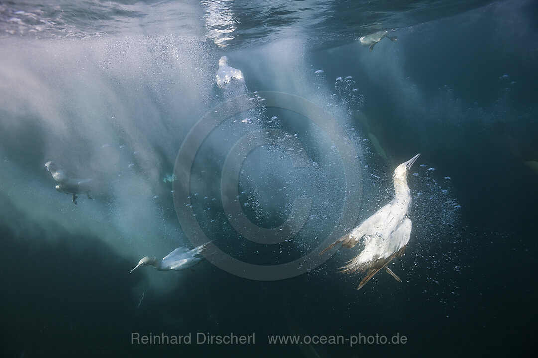 Kaptoelpel auf Sardinenjagd, Morus capensis, Indischer Ozean, Wild Coast, Suedafrika