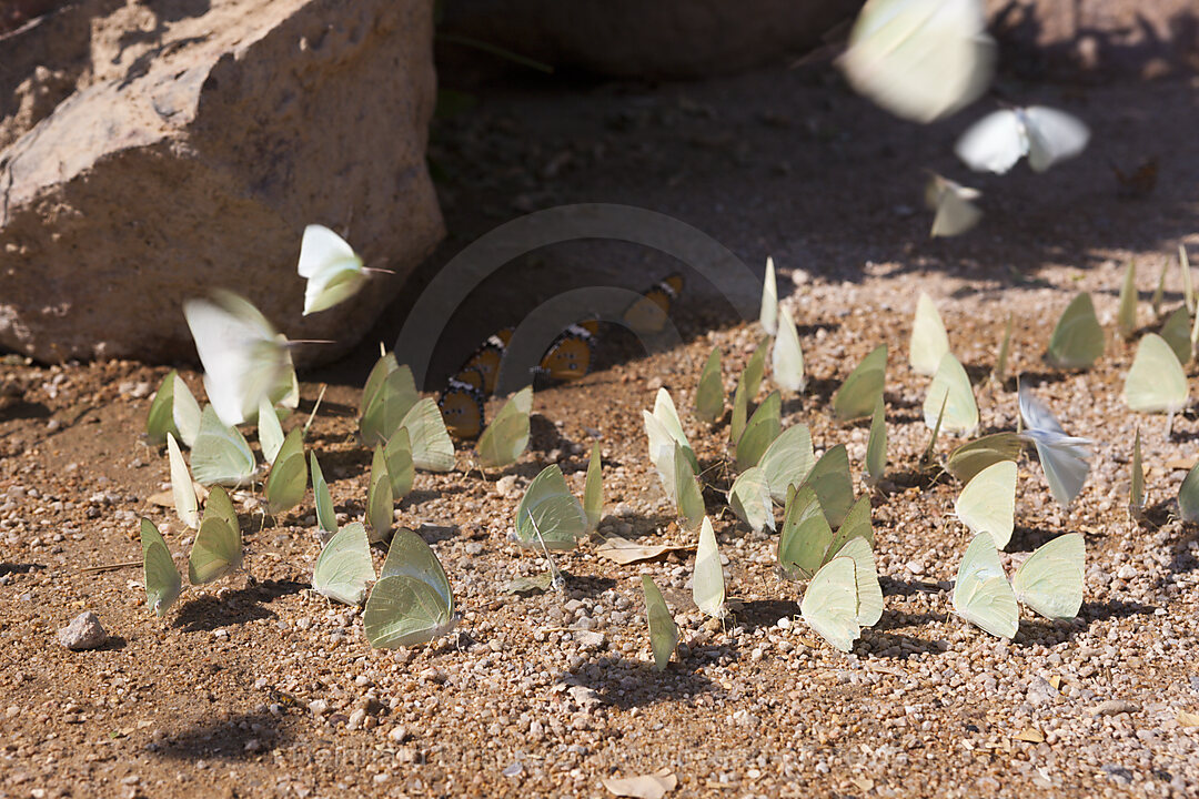 Group of Butterflies Tsisab Ravine Valley