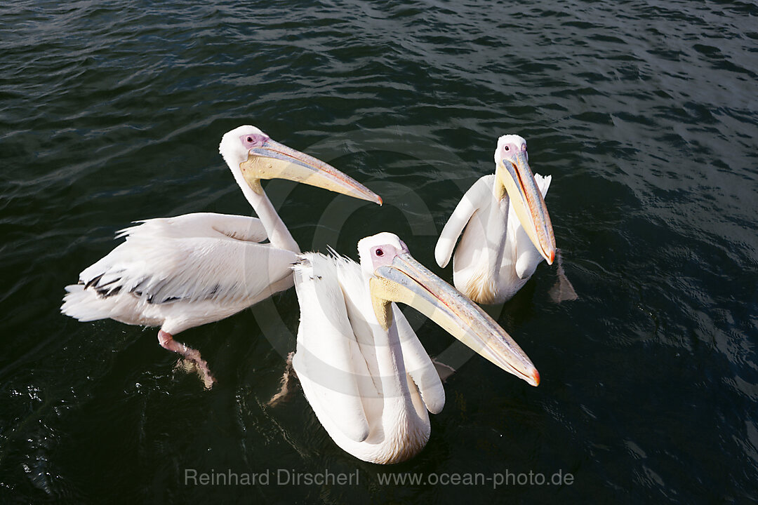 Rosapelikan, Pelecanus onocrotalus, Walvis Bay, Namibia