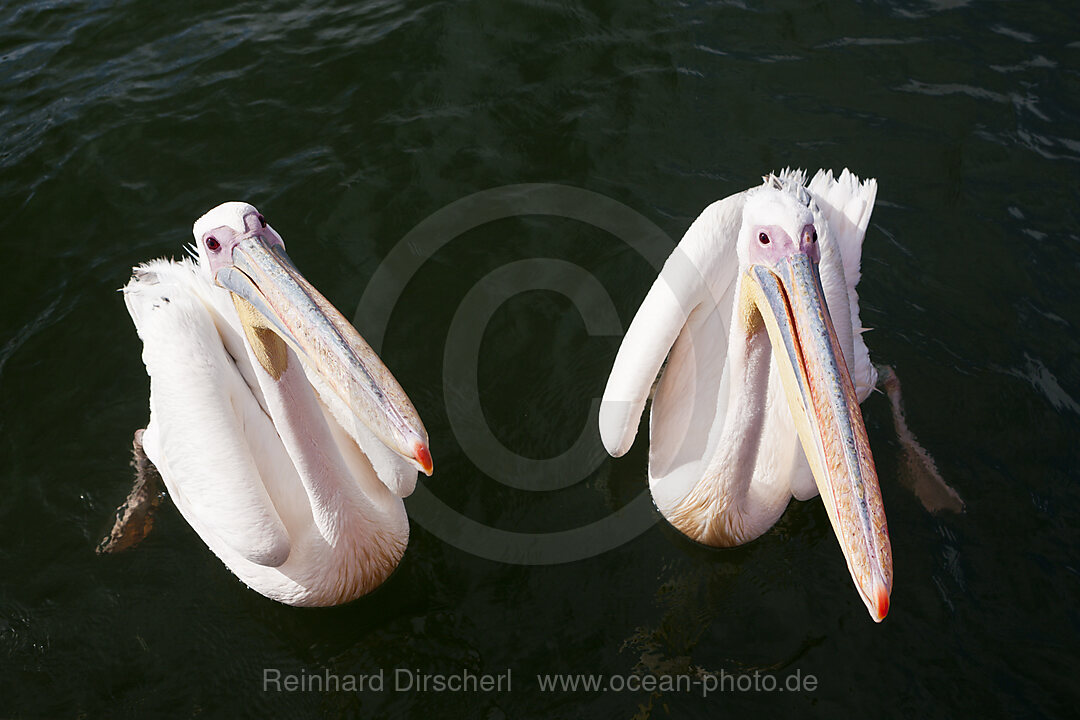 Rosapelikan, Pelecanus onocrotalus, Walvis Bay, Namibia