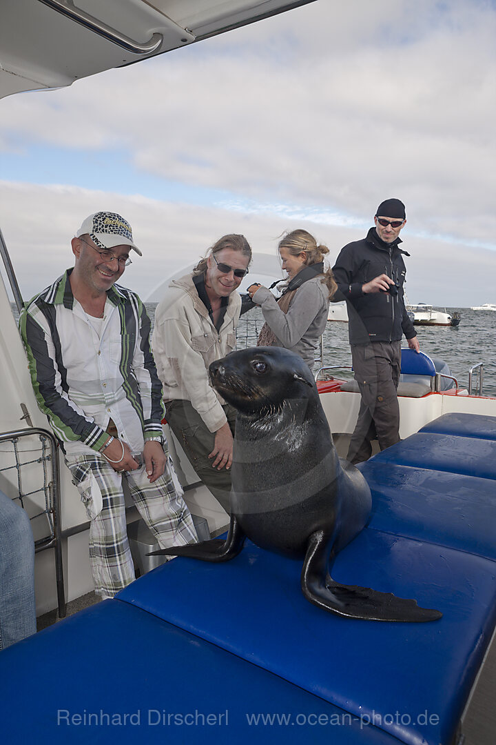 Touristen beobachten Suedafrikanische Seebaeren, Arctocephalus pusillus, Walvis Bay, Namibia