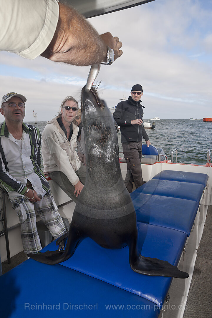 Touristen beobachten Suedafrikanische Seebaeren, Arctocephalus pusillus, Walvis Bay, Namibia