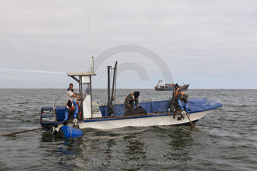 Oyster Farming in Walvis Bay