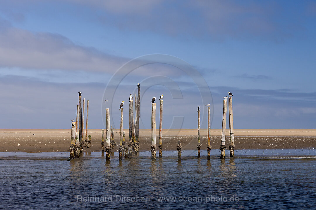 Seevoegel auf altem Pier