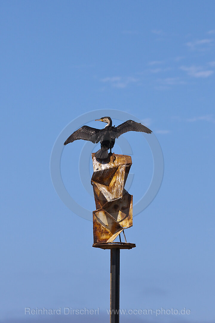 Weissbrust-Kormoran, Phalacrocorax lucidus, Walvis Bay, Namibia