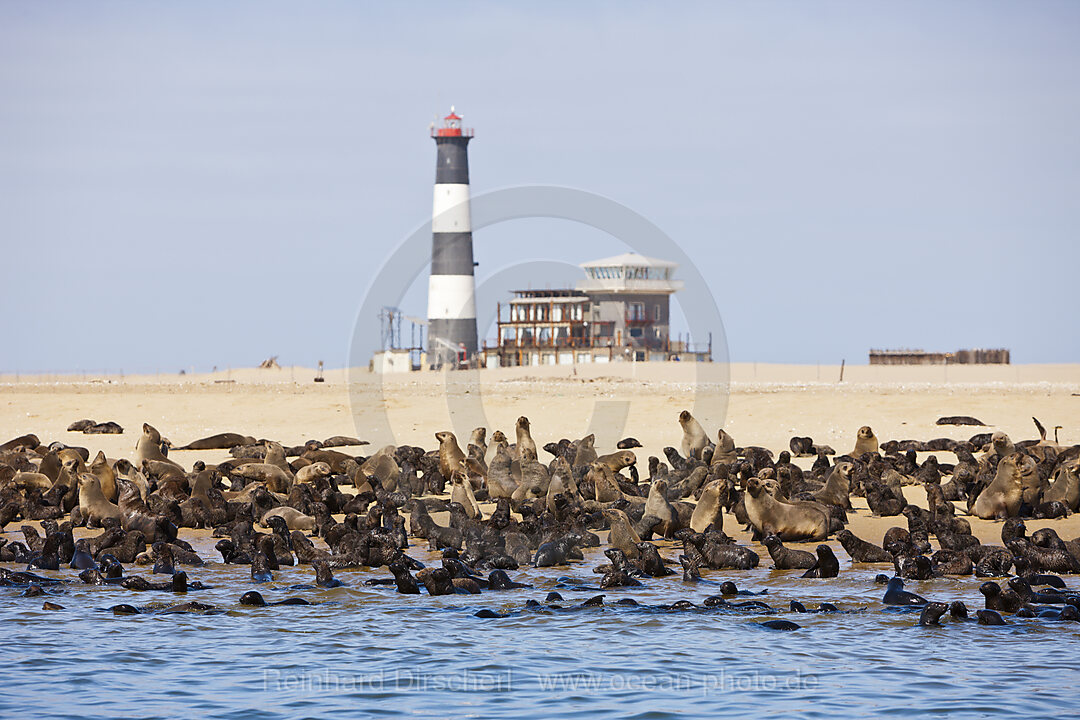 Suedafrikanische Seebaeren, Arctocephalus pusillus, Walvis Bay, Namibia