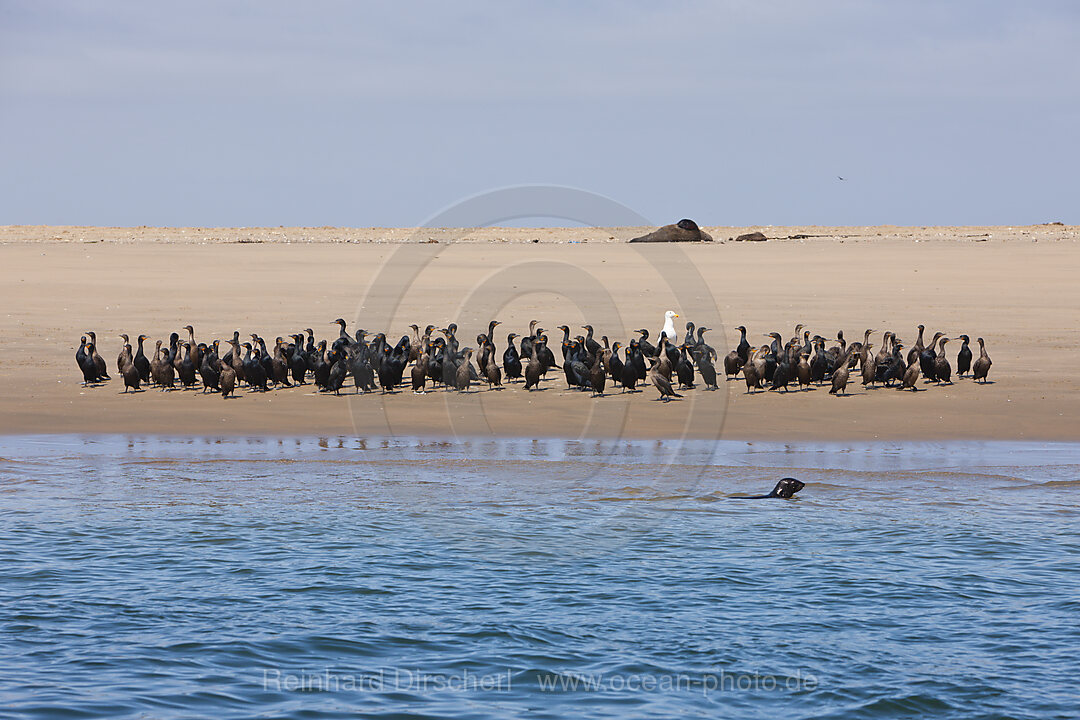 Kapscharben ruhen Sandbank, Phalacrocorax carpensis, Walvis Bay, Namibia