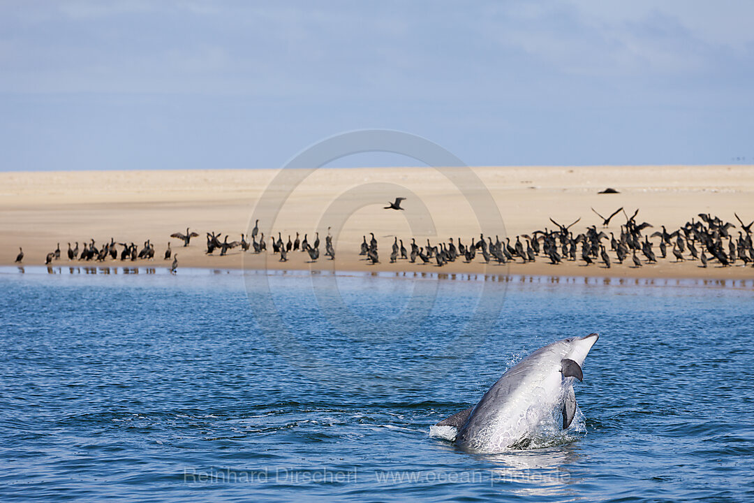 Grosser Tuemmler, Tursiops truncatus, Walvis Bay, Namibia