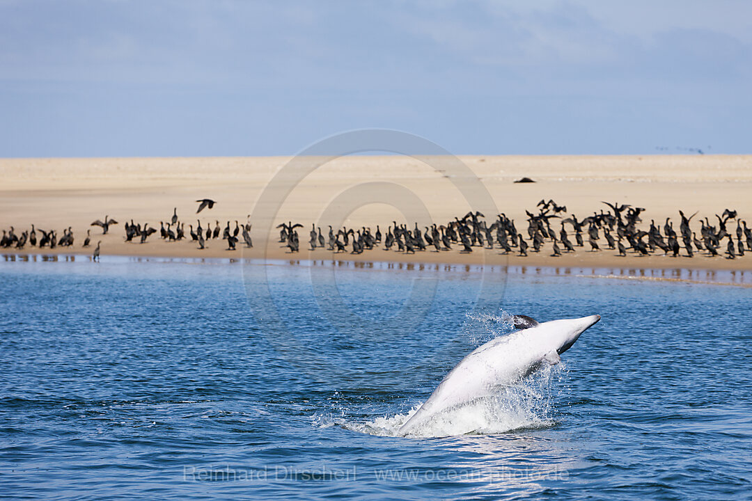 Grosser Tuemmler, Tursiops truncatus, Walvis Bay, Namibia