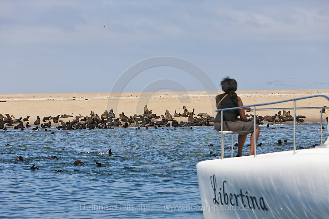 Touristen beobachten Suedafrikanische Seebaeren, Arctocephalus pusillus, Walvis Bay, Namibia