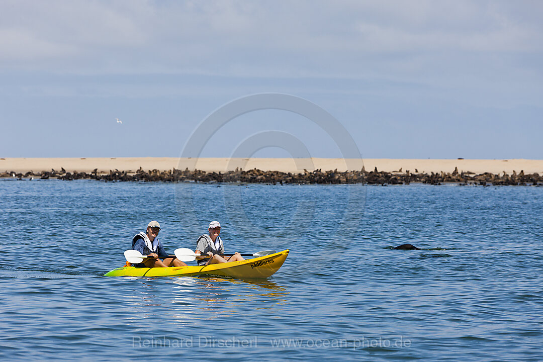 Tourists during Dolphin watching tour