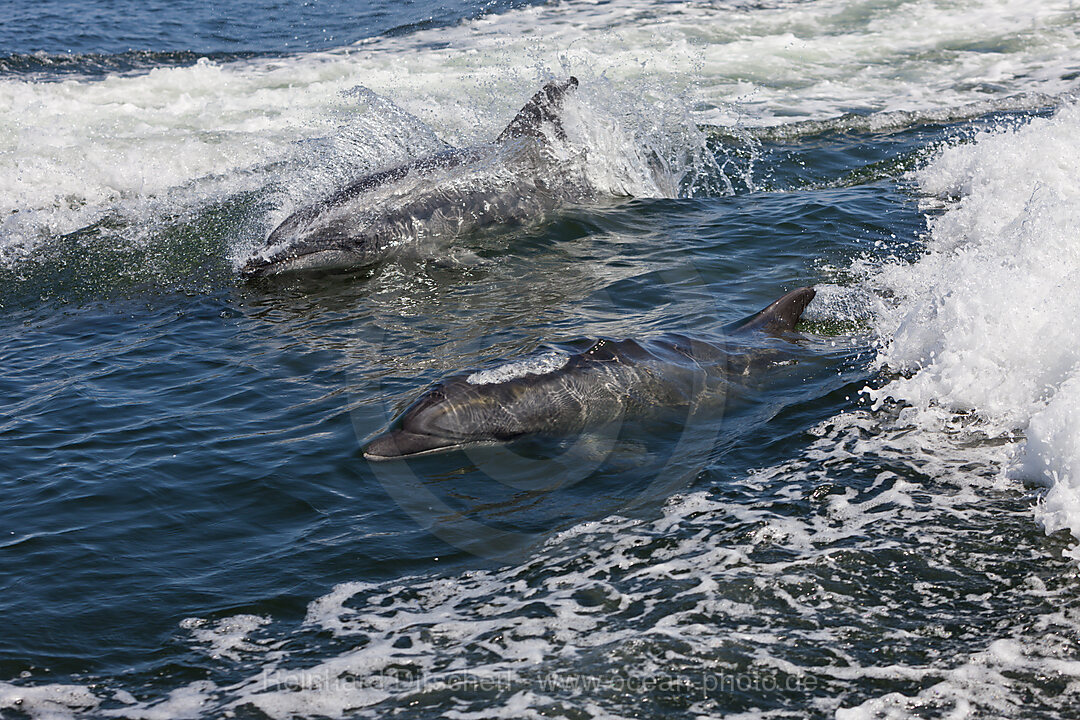 Grosser Tuemmler, Tursiops truncatus, Walvis Bay, Namibia