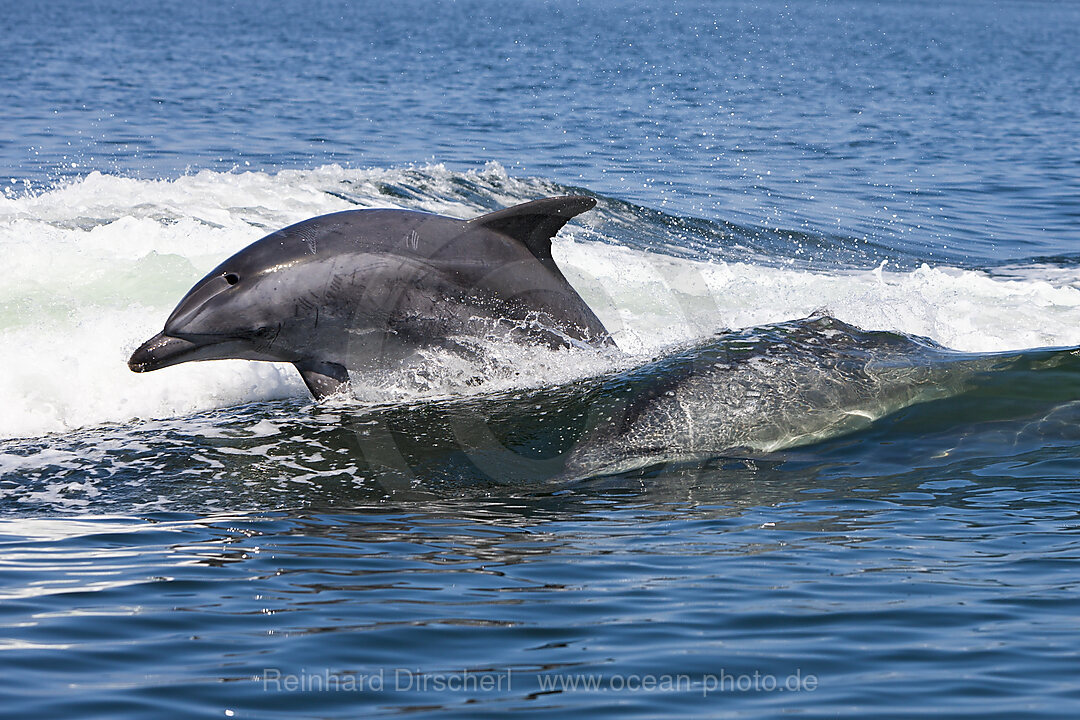 Grosser Tuemmler, Tursiops truncatus, Walvis Bay, Namibia