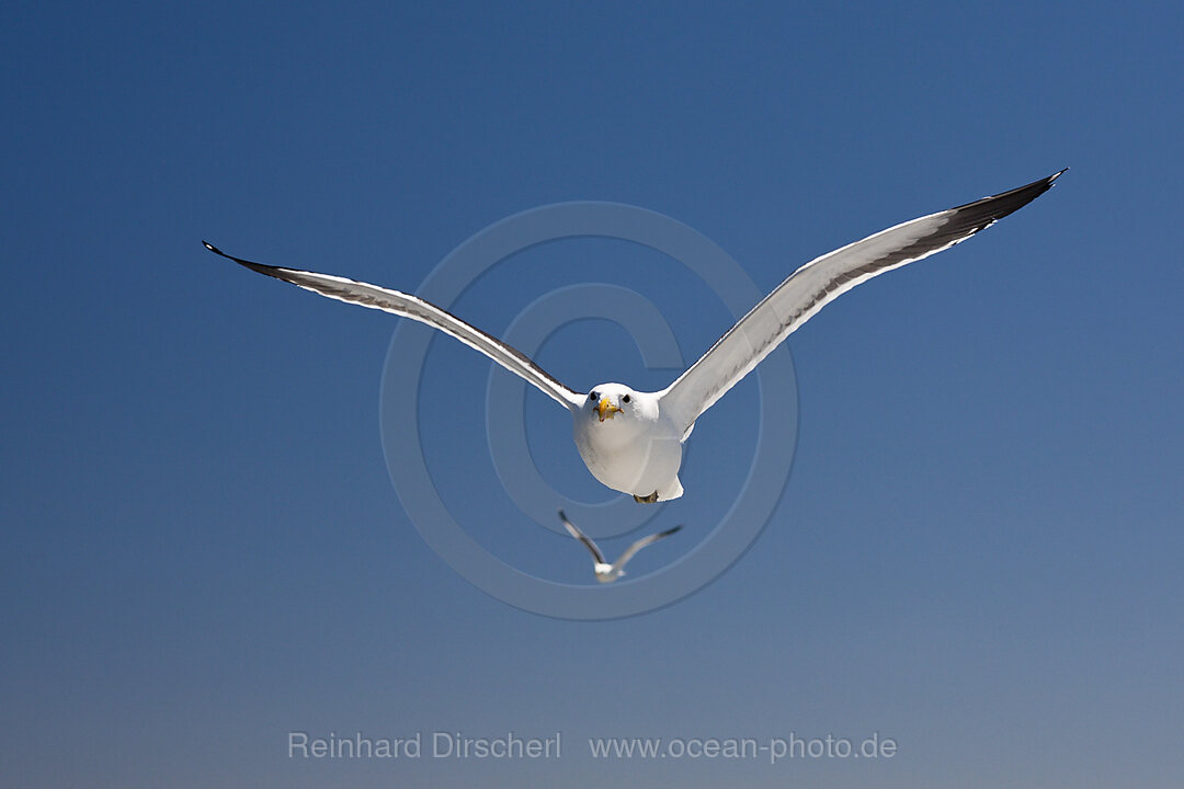 Kelp Gull in Flight