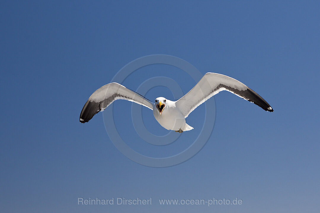 Dominikanermoewe im Flug, Larus dominicanus, Walvis Bay, Namibia