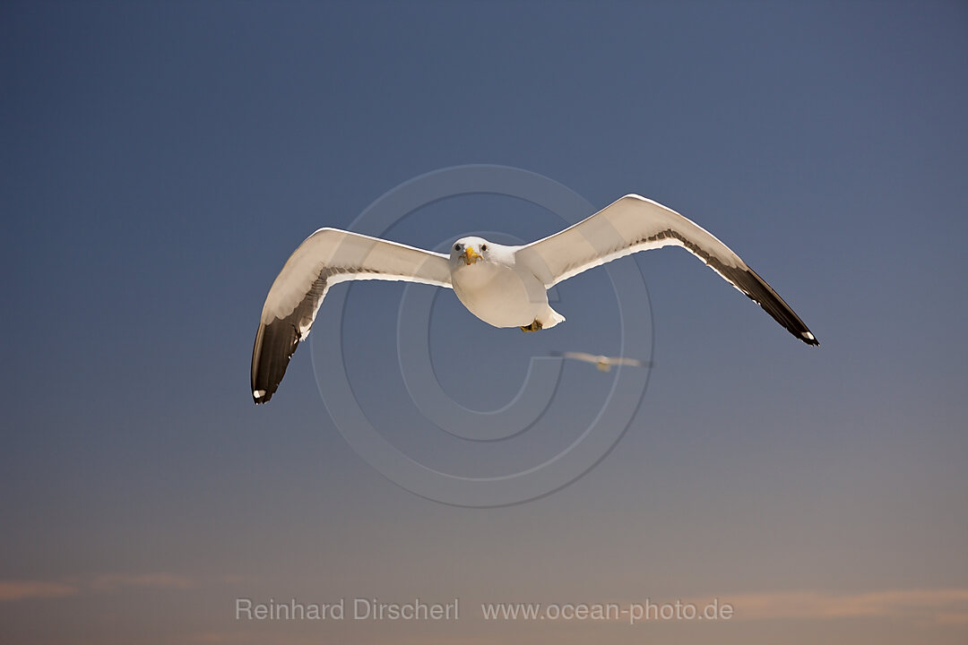 Dominikanermoewe im Flug