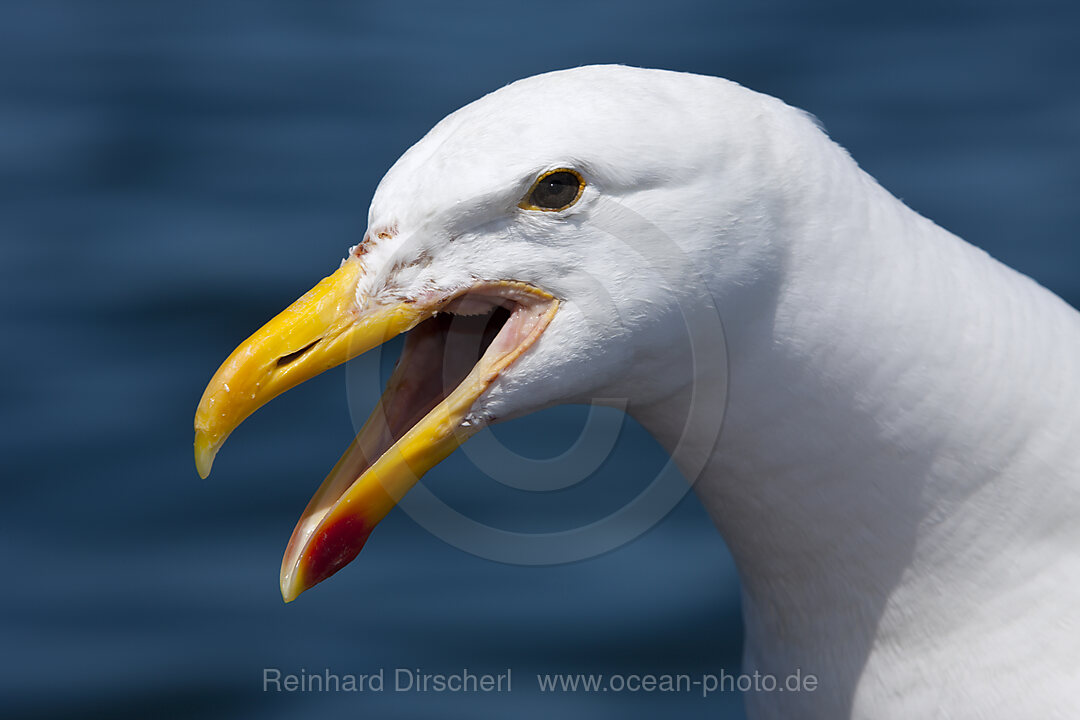 Kopf einer Dominikanermoewe, Larus dominicanus, Walvis Bay, Namibia