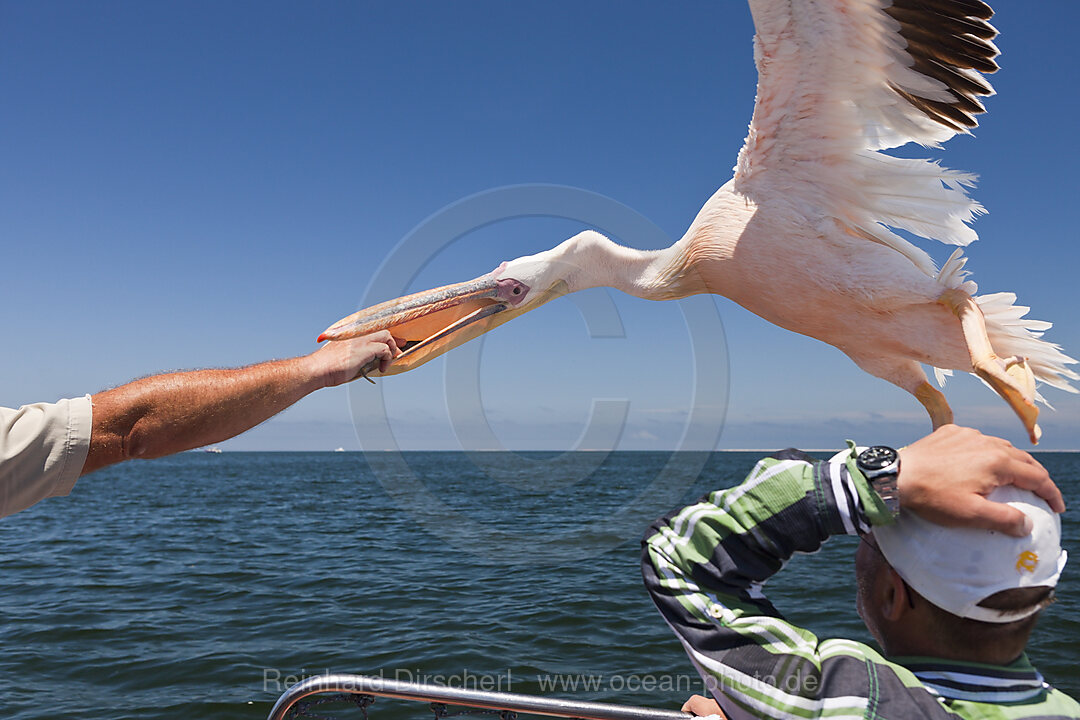 Feeding Great White Pelicans